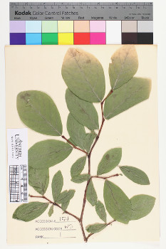 alternate herbarium image