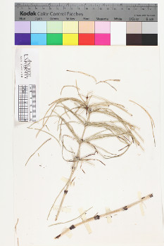 alternate herbarium image
