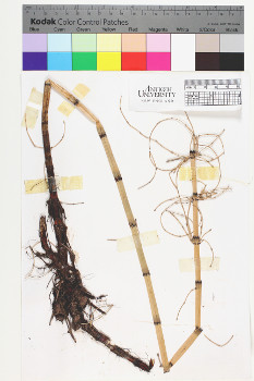 alternate herbarium image