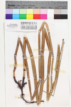 alternate herbarium image
