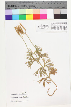alternate herbarium image