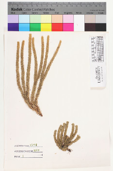 alternate herbarium image