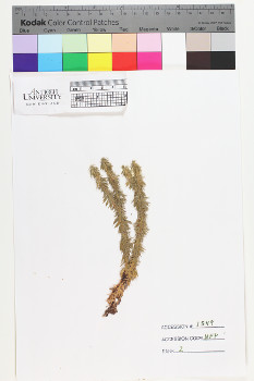 alternate herbarium image