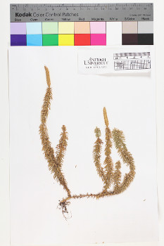 alternate herbarium image