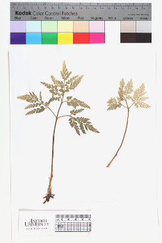 alternate herbarium image