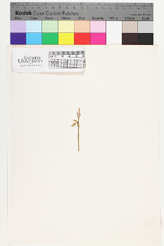 alternate herbarium image