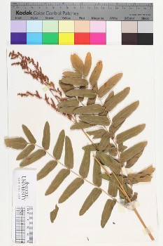 alternate herbarium image