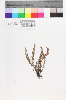 alternate herbarium image
