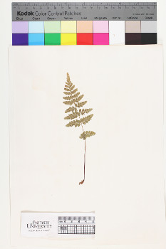 alternate herbarium image