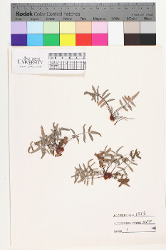 alternate herbarium image