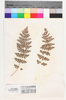 alternate herbarium image
