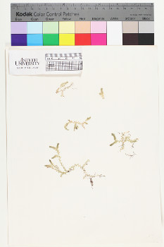 alternate herbarium image