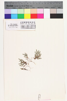 alternate herbarium image