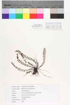 alternate herbarium image