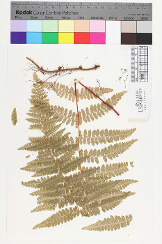 alternate herbarium image