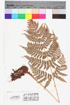 alternate herbarium image
