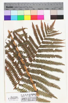 alternate herbarium image
