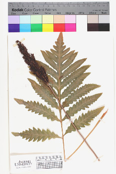 alternate herbarium image