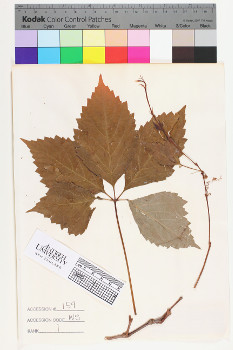 alternate herbarium image