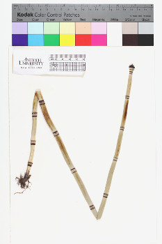 alternate herbarium image