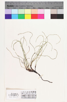 alternate herbarium image