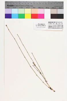 alternate herbarium image