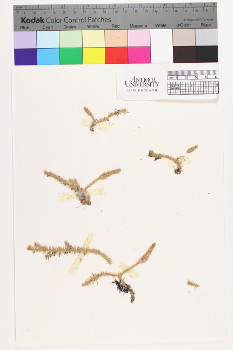 alternate herbarium image