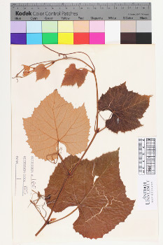 alternate herbarium image