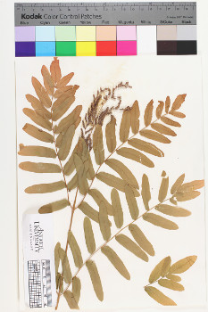 alternate herbarium image