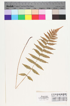 alternate herbarium image