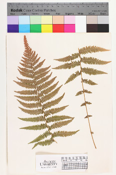 alternate herbarium image