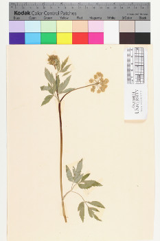 alternate herbarium image