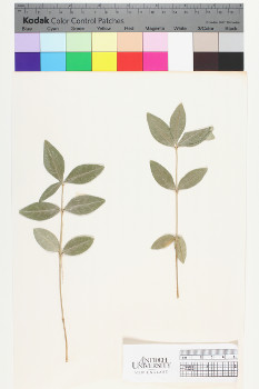 alternate herbarium image