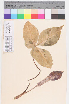 alternate herbarium image