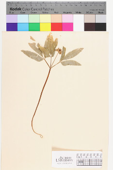 alternate herbarium image