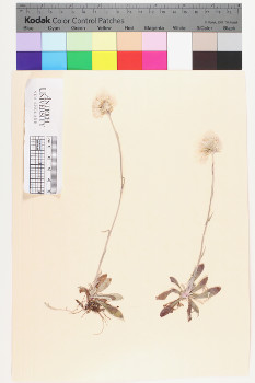 alternate herbarium image