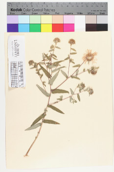alternate herbarium image