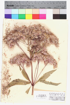 alternate herbarium image