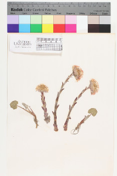 alternate herbarium image