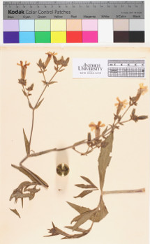 alternate herbarium image