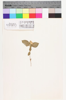 alternate herbarium image