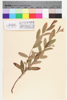 alternate herbarium image