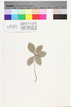 alternate herbarium image
