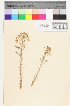 alternate herbarium image