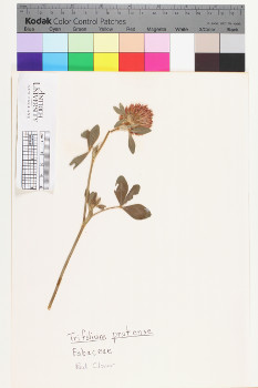 alternate herbarium image