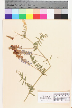 alternate herbarium image