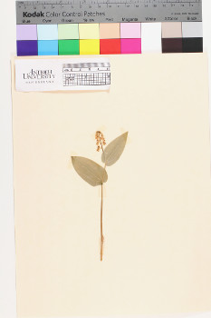 alternate herbarium image
