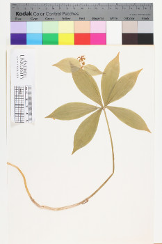 alternate herbarium image