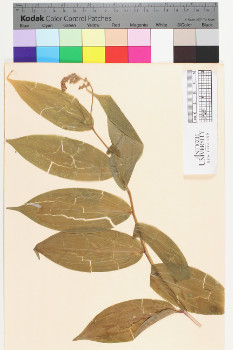 alternate herbarium image