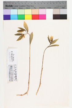 alternate herbarium image